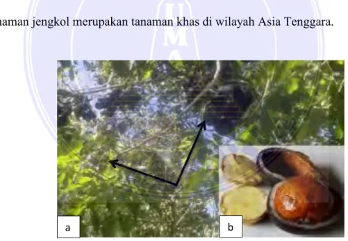 Gambar 1. Tanaman Jengkol  (Pithecellobium jiringa)  (Sumber: Bunawan et al., 2013). 