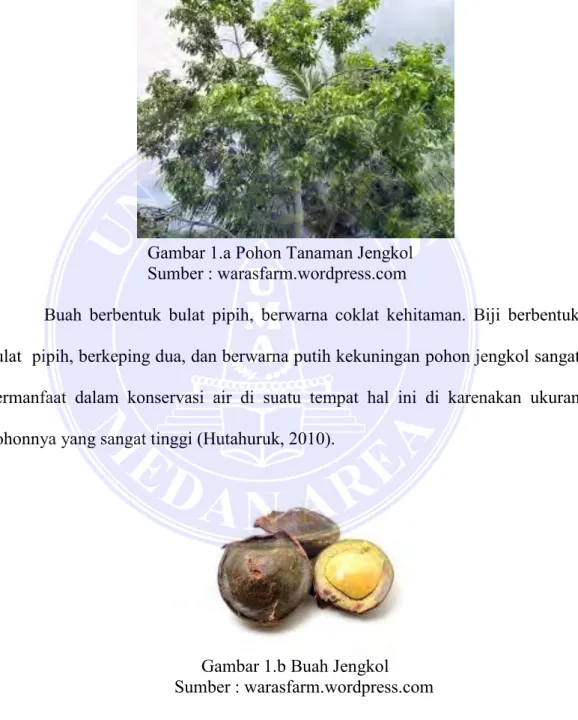 Gambar 1.b Buah Jengkol         Sumber : warasfarm.wordpress.com 
