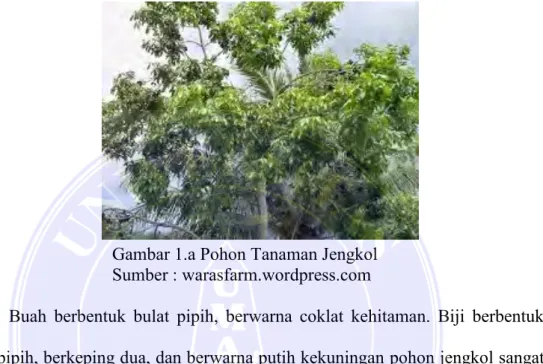 Gambar 1.a Pohon Tanaman Jengkol   Sumber : warasfarm.wordpress.com 