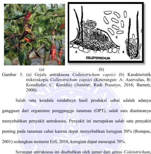 Gambar  3.  (a)  Gejala  antraknosa  Colletotrichum  capsici  (b)  Karakteristik  mikroskopis  Colletotrichum  capsici  (Keterangan:  A:  Aservulus,  B: 