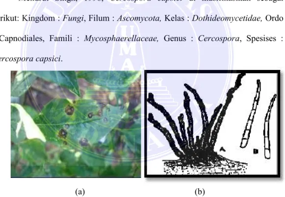 Gambar  4.  (a)  Gejala  bercak  daun  Cercospora  (b)  Karakteristik  mikroskopis  Cercospora  capsici  (Keterangan:  A:  Konidiofor,  B:  Konidia) (Sumber; Rudi Prasetyo, 2016; Barnett, 2000)