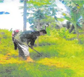 Gambar  4.  Pembersihar-r  gulma