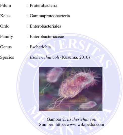 Gambar 2. Escherichia coli  Sumber: http://www.wikipedia.com 