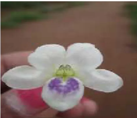 Gambar 5.  Bunga Asystasia intrusa (Sumber: Eka Rahmawati, 2014).