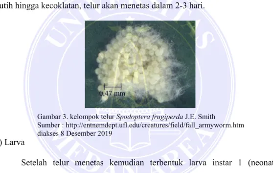 Gambar 3. kelompok telur Spodoptera frugiperda J.E. Smith  
