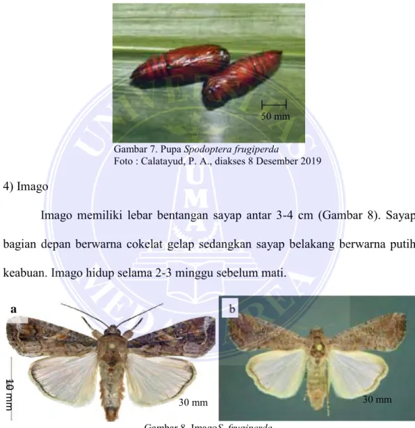 Gambar 7. Pupa Spodoptera frugiperda 