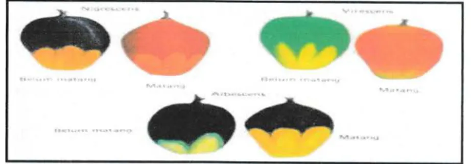 Gambar  perbandingan  warna  kulit  buah dari kelapa  sawit dapat  dilihat  sebagai berikut.