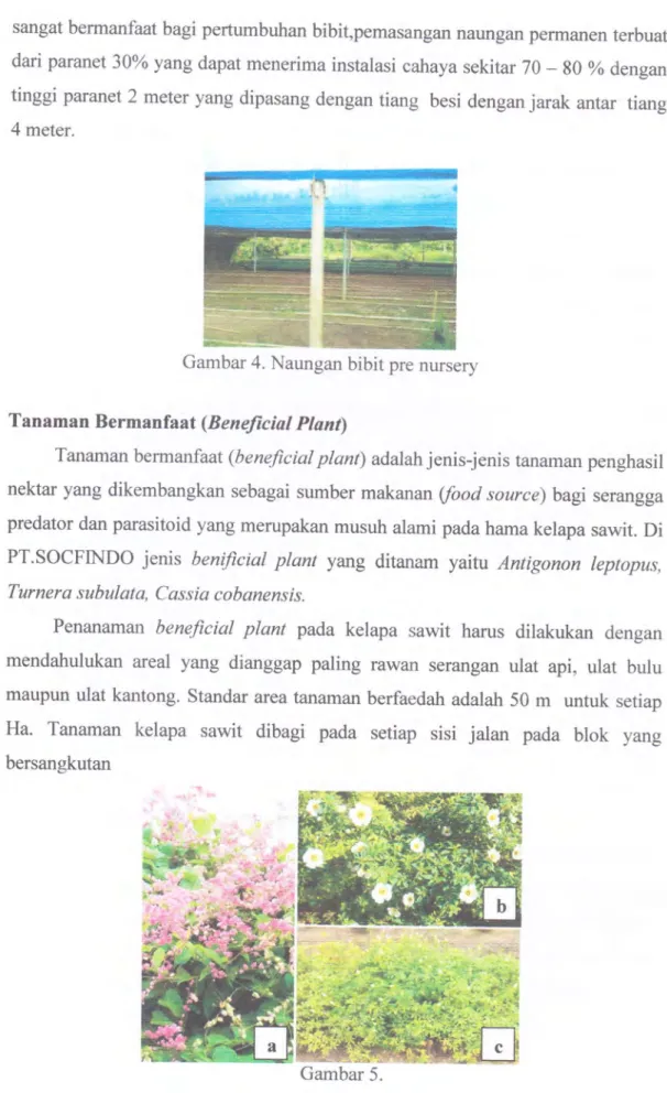 Gambar 4. Naungan  bibit  pre  nursery Tanaman  Bermanfa at  (B  e  n  eficiol Ptant)