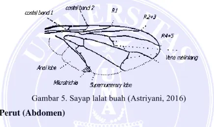 Gambar 6. Abdomen Lalat Buah (Astriyani, 2016) Gambar 5. Sayap lalat buah (Astriyani, 2016) 