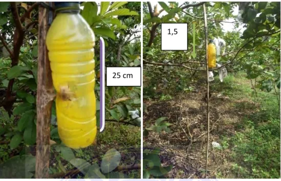 Gambar 8. Perangkap lalat buah model Steiner yang diberi warna kuning dan di  gantungkan pada ketinggian 1,5m dari permukaan tanah Sumber :Dokumentasi  Pribadi 2019 