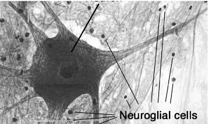 Gambar 7. Jaringan saraf 