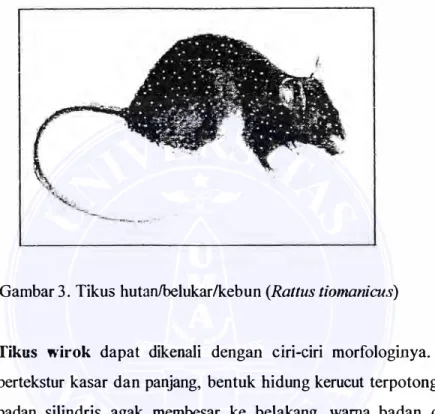 Gambar  3.  Tikus  hutan/belukar/kebun  (Rattus tiomanicus) 