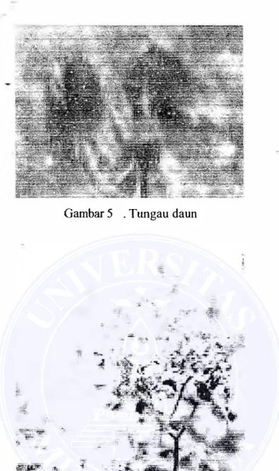 Gambar  5  . Tungau daun 