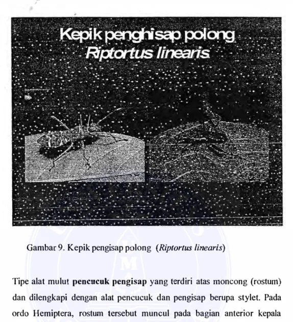 Gambar  9.  Kepik pengisap polong  (Riptortus linearis) 