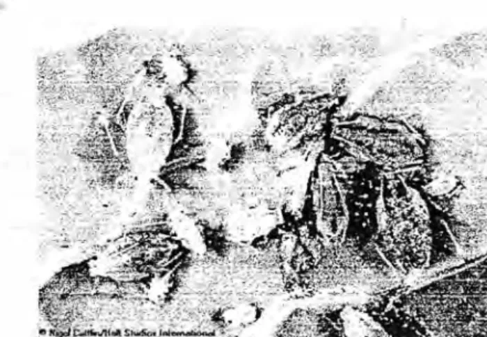 Gambar  l 0  :  Imago Kutu Dauan  (Myzus perisicae)  Hama Pada Tanaman Cabe 