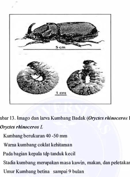 Gambar 1 3 .  Imago dan larva Kumbang Badak  (Oryctes rhinoceros L) 