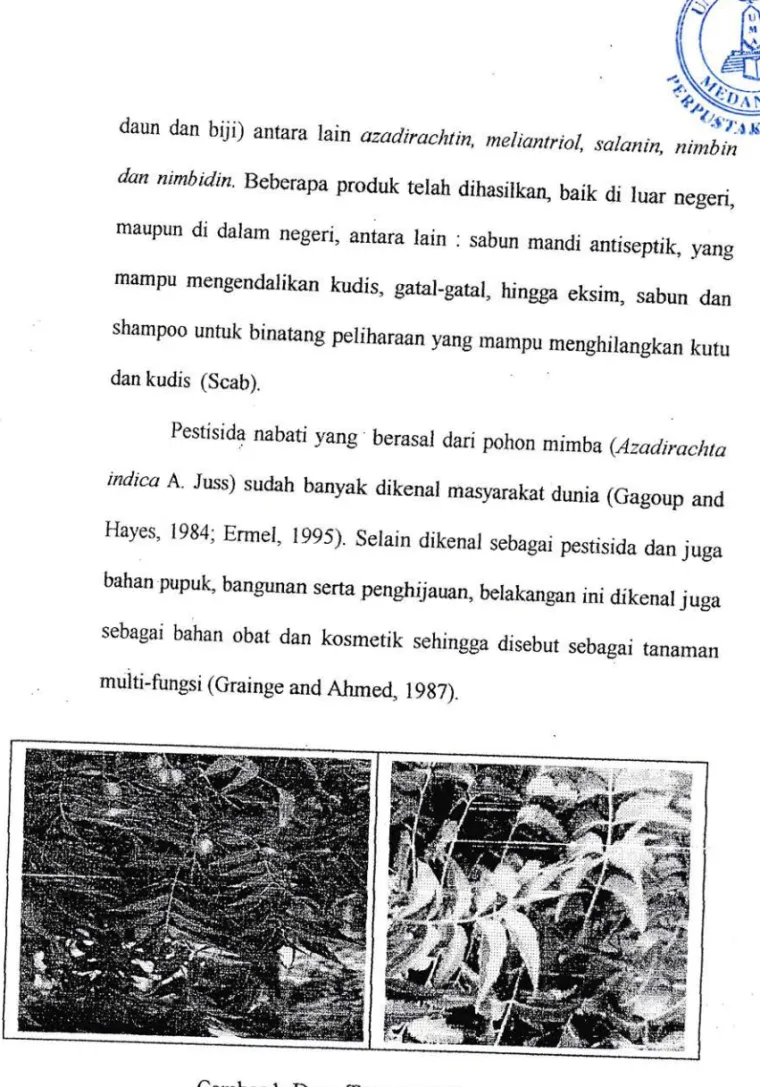 Gambar  l.  Daun  Tanaman  Mirnba
