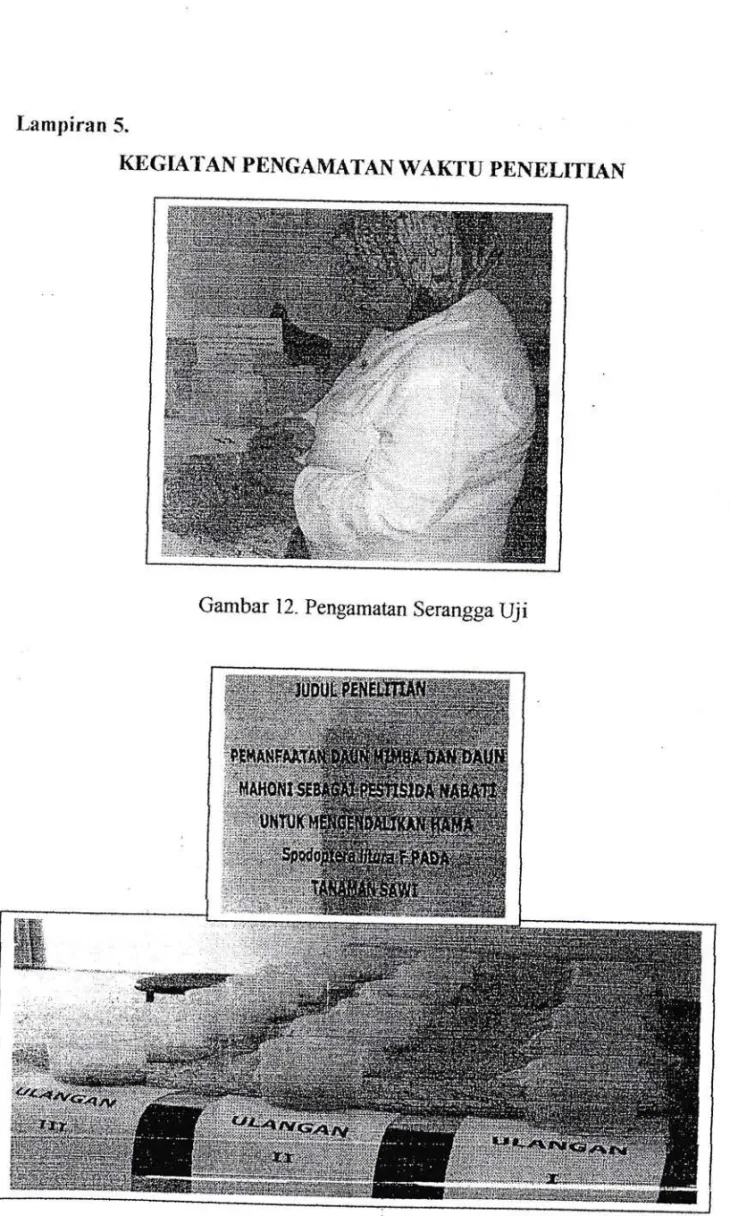 Gambar  12.  Pengamatan  Serangga  Uji