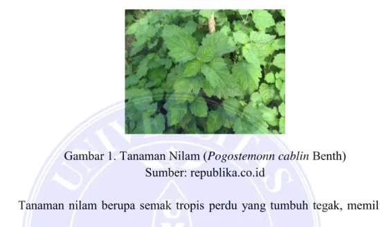 Gambar 1. Tanaman Nilam ( Pogostemonn cablin  Benth)  Sumber: republika.co.id 