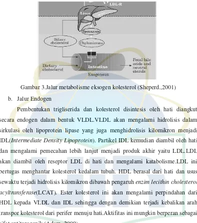 Gambar 3.Jalur metabolisme eksogen kolesterol (Sheperd.,2001) 