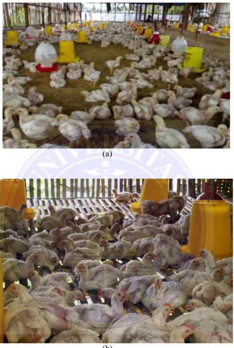 Gambar 15.Ayam ras Pedaging (a) umur 14 hari,(b) umur 21 hari  (b) 