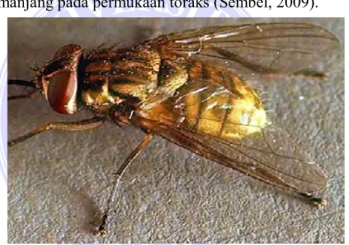 Gambar 2. Lalat Rumah (Herry, 2007)  b. Lalat Bradysia ocellaris Comstock (Diptera : Sriaridae) 