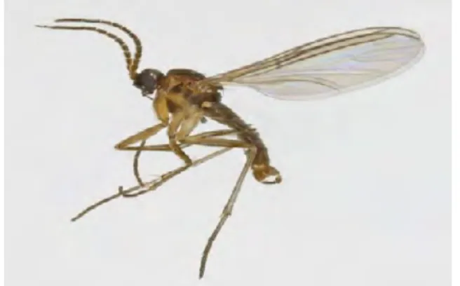Gambar 3. Bradysia ocellaris Comstock (Rostaman, 2004)  c. Lalat Libnotes immaculipennis Senior-White (Diptera : Limoniidae) 