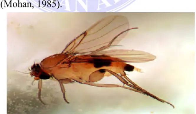 Gambar 5.  Megaselia tamilnaduensis (Mohan, 1985)  e. Chonocephalus rostamani Disney (Diptera: Phoridae) 