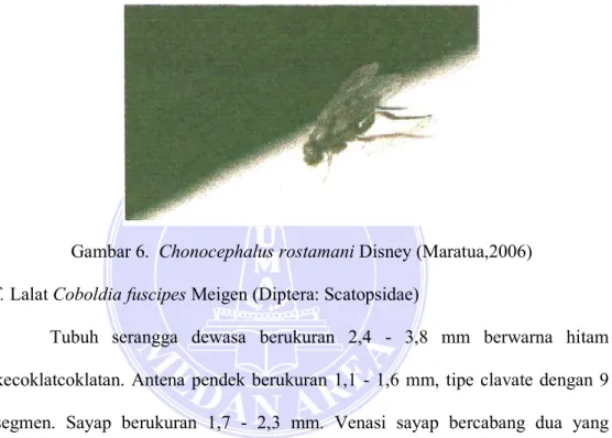 Gambar 6.  Chonocephalus rostamani Disney (Maratua,2006)  f. Lalat Coboldia fuscipes Meigen (Diptera: Scatopsidae) 