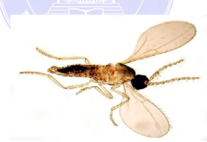Gambar 8.  Mycophila sp.(Maratua, 2006) 