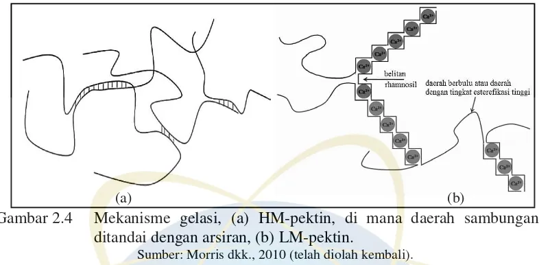 Gambar 2.4  Mekanisme gelasi, (a) HM-pektin, di mana daerah sambungan 