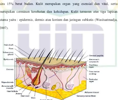 Gambar 2.1 Anatomi Kulit Manusia 
