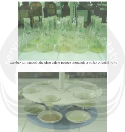 Gambar 13. Sampel Direndam dalam Reagen Ammonia 2 % dan Alkohol 70 %   