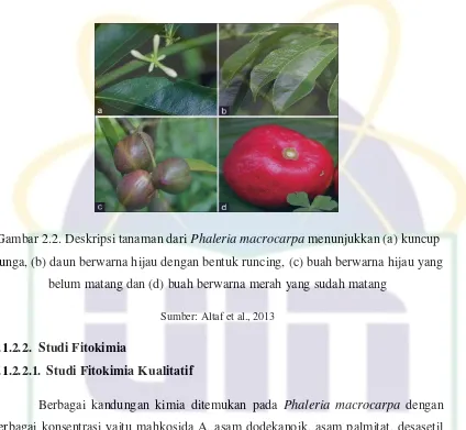 Gambar 2.2. Deskripsi tanaman dari Phaleria macrocarpa menunjukkan (a) kuncup 