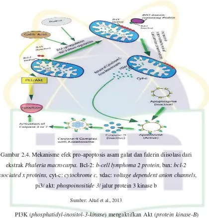 Gambar 2.4. Mekanisme efek pro-apoptosis asam galat dan falerin diisolasi dari 