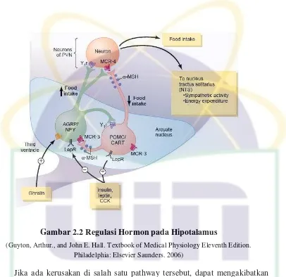 Gambar 2.2 Regulasi Hormon pada Hipotalamus 
