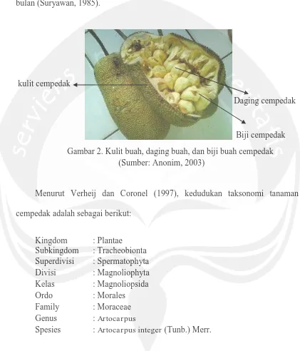 Gambar 2. Kulit buah, daging buah, dan biji buah cempedak (Sumber: Anonim, 2003) 