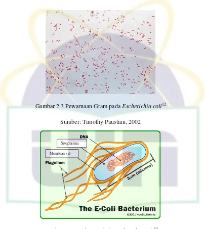 Gambar 2.4. Struktur Tubuh Escherichia coli13 