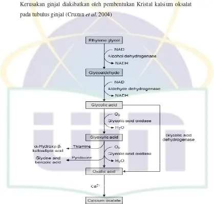 Gambar 2. Metabolisme Etilen Glikol (Brent, 2001) 