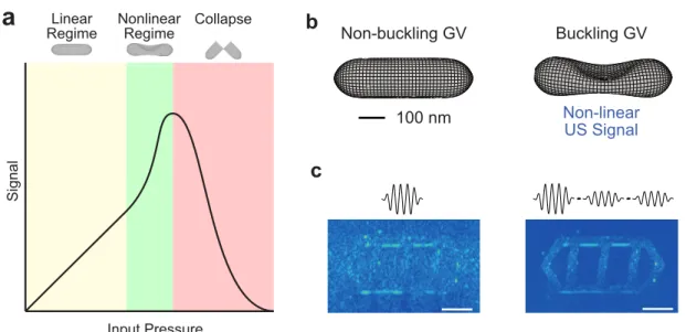 Figure 1-3: US interactions with GVs. (A) Three regimes of GV response to ultrasound. (B-C) Buckling and  non-bucking GVs, and the corresponding linear and nonlinear US images acquired in each pressure regime