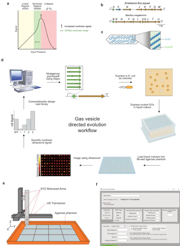 Figure 3-1. High-throughput directed evolution workflow for ARGs. (A) Three regimes of GV response to  ultrasound