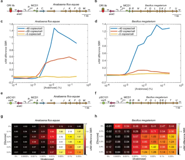 Figure 3-2. Optimization of GV expression from WT  Anabaena flos-aquae and  Bacillus megaterium  gene clusters