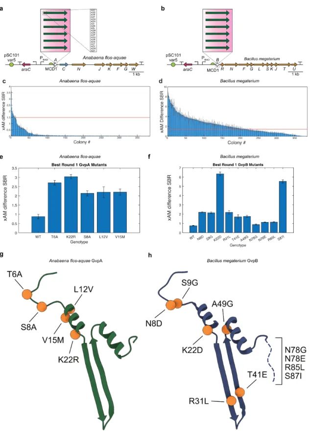 Figure 3-3. First round of directed evolution of Anabaena flos-aquae and Bacillus megaterium gene  clusters