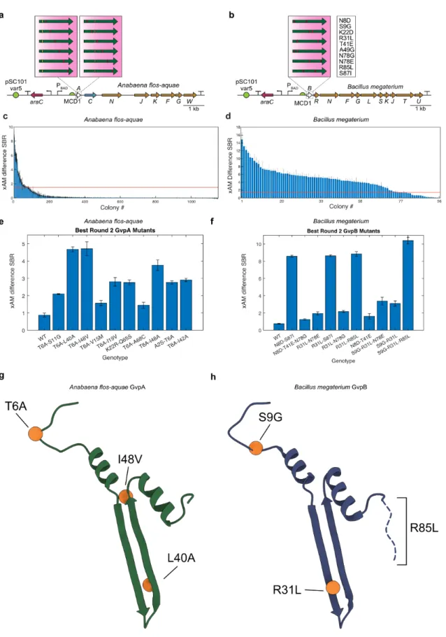 Figure 3-4. Second round of directed evolution of Anabaena flos-aquae and Bacillus megaterium gene  clusters