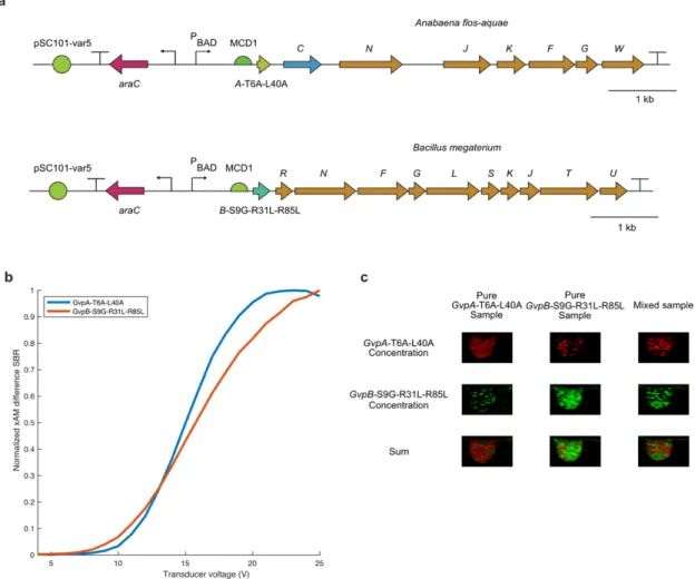 Figure 3-5. Non-destructive multiplexed imaging of two ARG types. (A) Diagrams of the evolved ARG  clusters used for multiplexed imaging