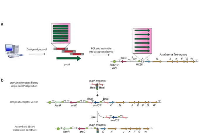 Figure 3-S1. Detailed diagram of the acoustic plate reader workflow. (A) GVs are expressed in E