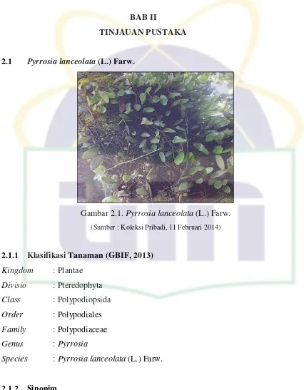 Gambar 2.1. Pyrrosia lanceolata (L.) Farw. 