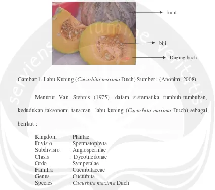 Gambar 1. Labu Kuning (Cucurbita maxima Duch) Sumber : (Anonim, 2008). 