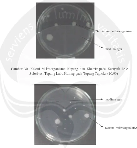 Gambar 30. Koloni Mikroorganisme Kapang dan Khamir pada Kerupuk Lele 