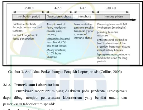 Gambar 3. Arah khas Perkembangan Penyakit Leptospirosis (Collins, 2006) 